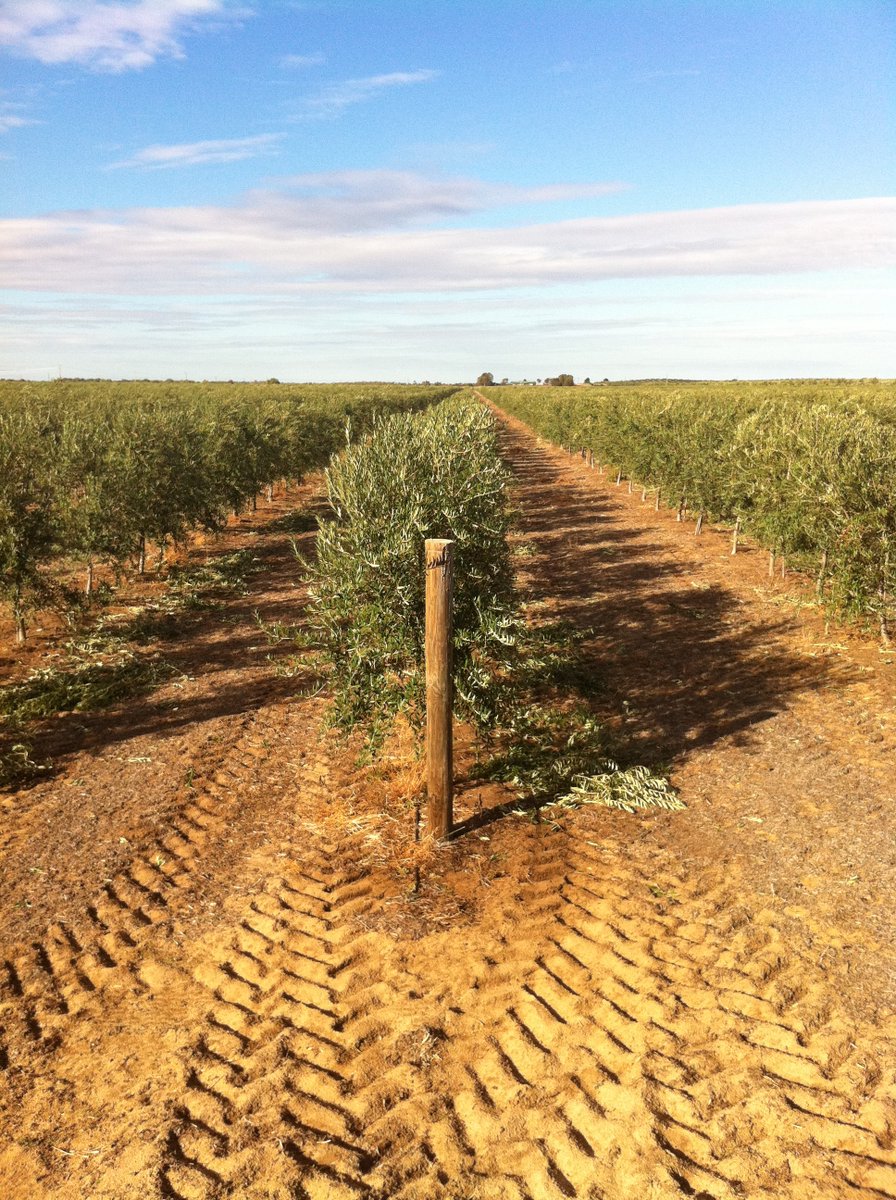 “We’re a young grove but we’ve already seen a 15% increase in production from using compost" - find out more in this case study from Regans Ford Estate (WA) on compost for olives. 
#ICAW 
#compost
aora.org.au/sites/default/…