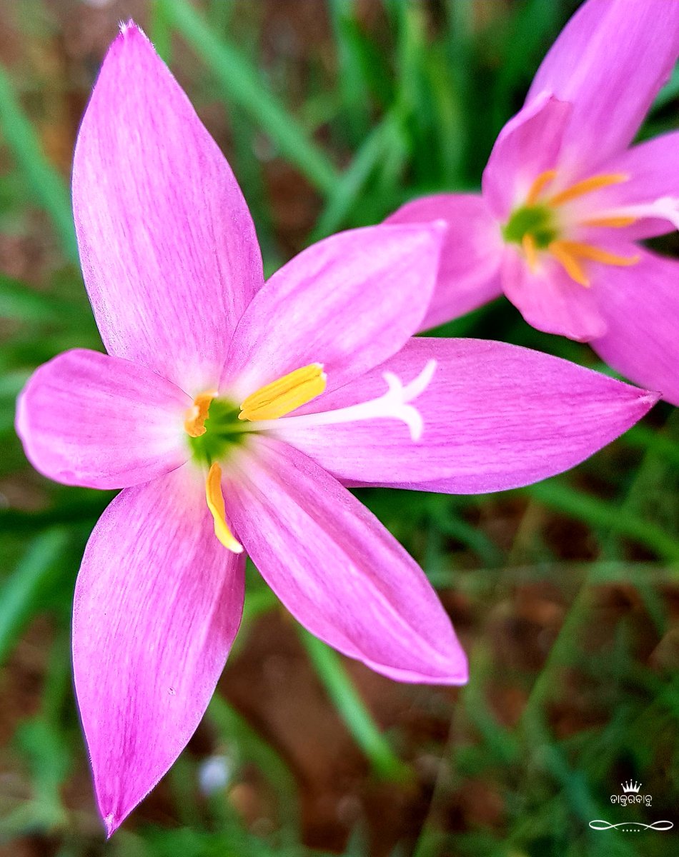 drgynaec's tweet image. #CycloneFani #CycloneFaniAftermath
ଏତେ ବିପଦରେ ପଡିବି ଧୈର୍ଯ୍ୟହରା ହୋଇନଥିବା ସଚେତନ ନାଗରିକଙ୍କପାଇଁ ଏହି ଫୁଲଟି ଉତ୍ସର୍ଜିତ🙏

ଆଉ ଯେଉଁମାନେ ଏ ଅସମୟରେ ଗୁଣ୍ଡାଗିରି ଓ ଦୌରାତ୍ମ୍ୟ କରୁଛନ୍ତି, ତାଙ୍କପାଇଁ ଟିକେ ସମବେଦନାବି ନାହିଁ😾