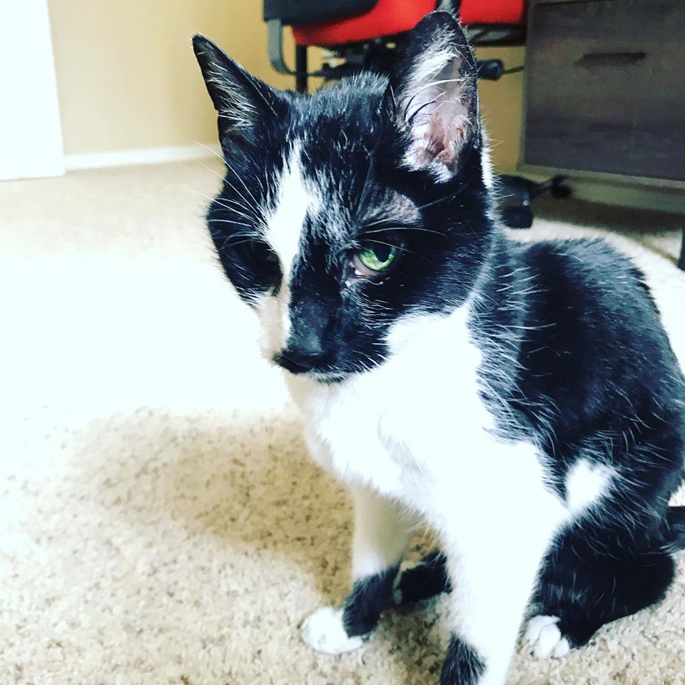 PurrfectSitting's tweet photo. Bella is a sweet girl. She was very time at first but had warmed up to me. She is one of my special needs clients who lives with hyperthyroidism and required daily medication. #cats #hyperthyroidcat #CatsOfTwitter #petsitting #Longmont #Colorado https://t.co/8Vkh4wyWAU
