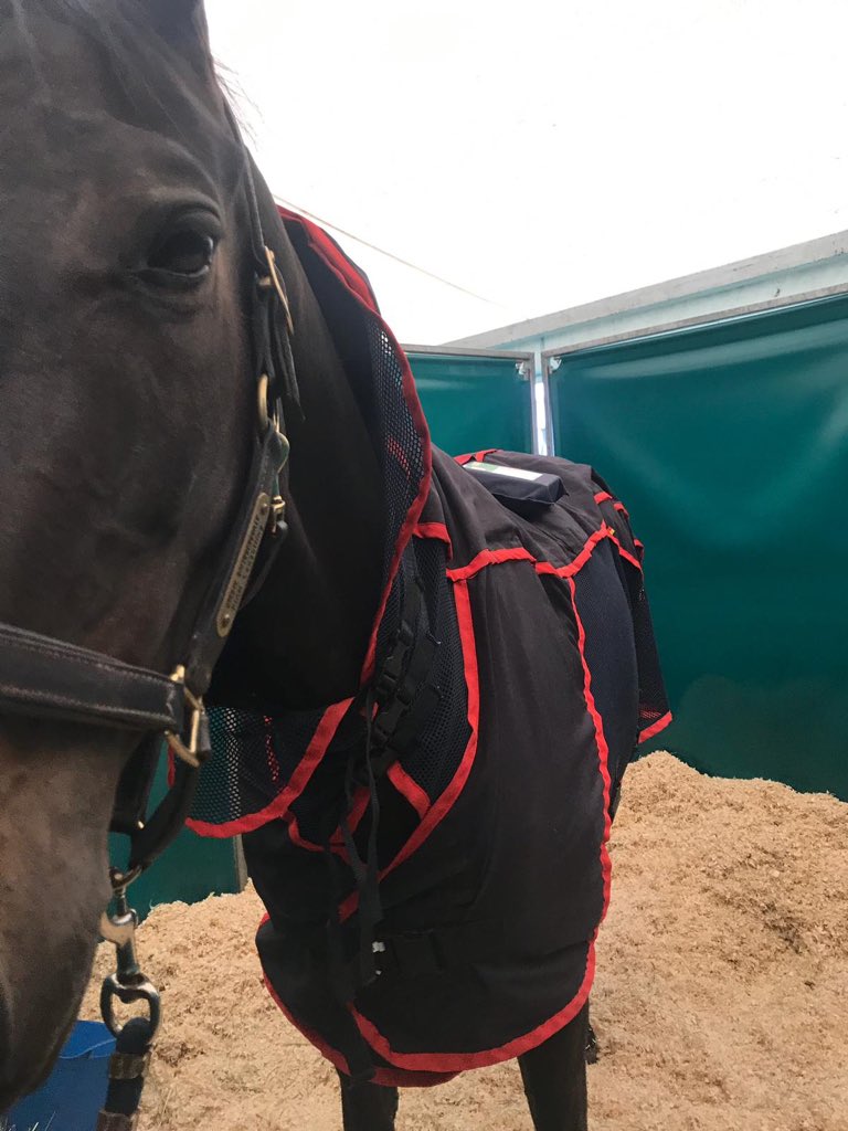 HoyEventing's tweet photo. Starting into the day in a relaxing manner with the #Activomed Massage & Magnetic Blanket - and a cuddle with our supergroom Katie, of course! #HappyAthletes https://t.co/b3D3zsXXZK