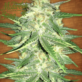 Midweeksong's tweet photo. At @midweeksong, we offer #legalmarijuana in bud form, hash, #cookies brownies, tinctures or butter we will exceed your expectations with our amazing. https://t.co/KPWSGEGG8m https://t.co/lmmTKteZ3H