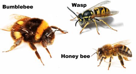 ThePestPeople's tweet photo. Bee season is here and there are also a lot of queen wasps building their new nests. If you think you might have bees or wasps, give us a call or send us a message. We're here to help and always happy to give advice. https://t.co/T7YaaTnHck
