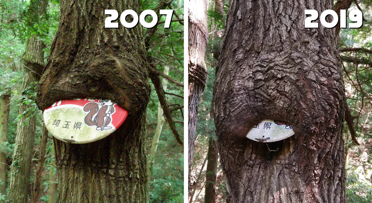 木に飲み込まれる寸前の表示物！！恐ろしい！！！