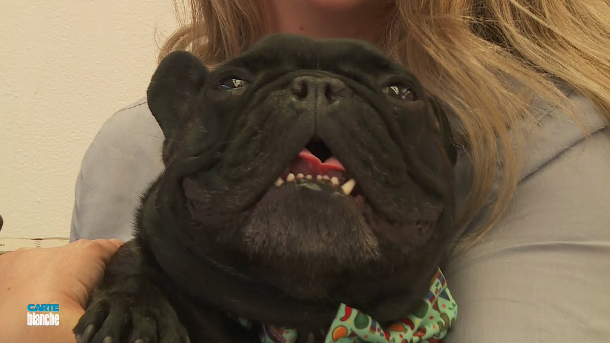 carteblanchetv's tweet image. With #PedigreeDogs selectively bred for special traits, @Devi_HQ investigates a #breeding industry that has created dogs with chronic illnesses and health problems passed on from litter to litter. That’s #CarteBlanche tonight at 7pm on @MNet channel 101.