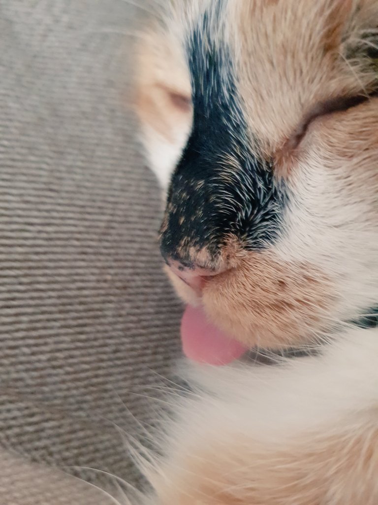 IsirisLoon's tweet image. Утро выходного для меня выглядит так