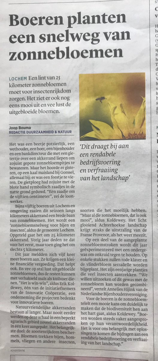 vdmeulenmarleen's tweet photo. ⁦@GemLochem loopt voorop met agrarische innovaties: 25 km #zonnebloemen! Vorig jaar een experiment met 5 km. Nu zijn het er 25km. Met wéér een #experiment : rode klaver en vlinderbloem serradelle als ondergewas! #boeren #bijenhouders #biodiversiteit #natuur #duurzaam https://t.co/Ib2yGXYv0I