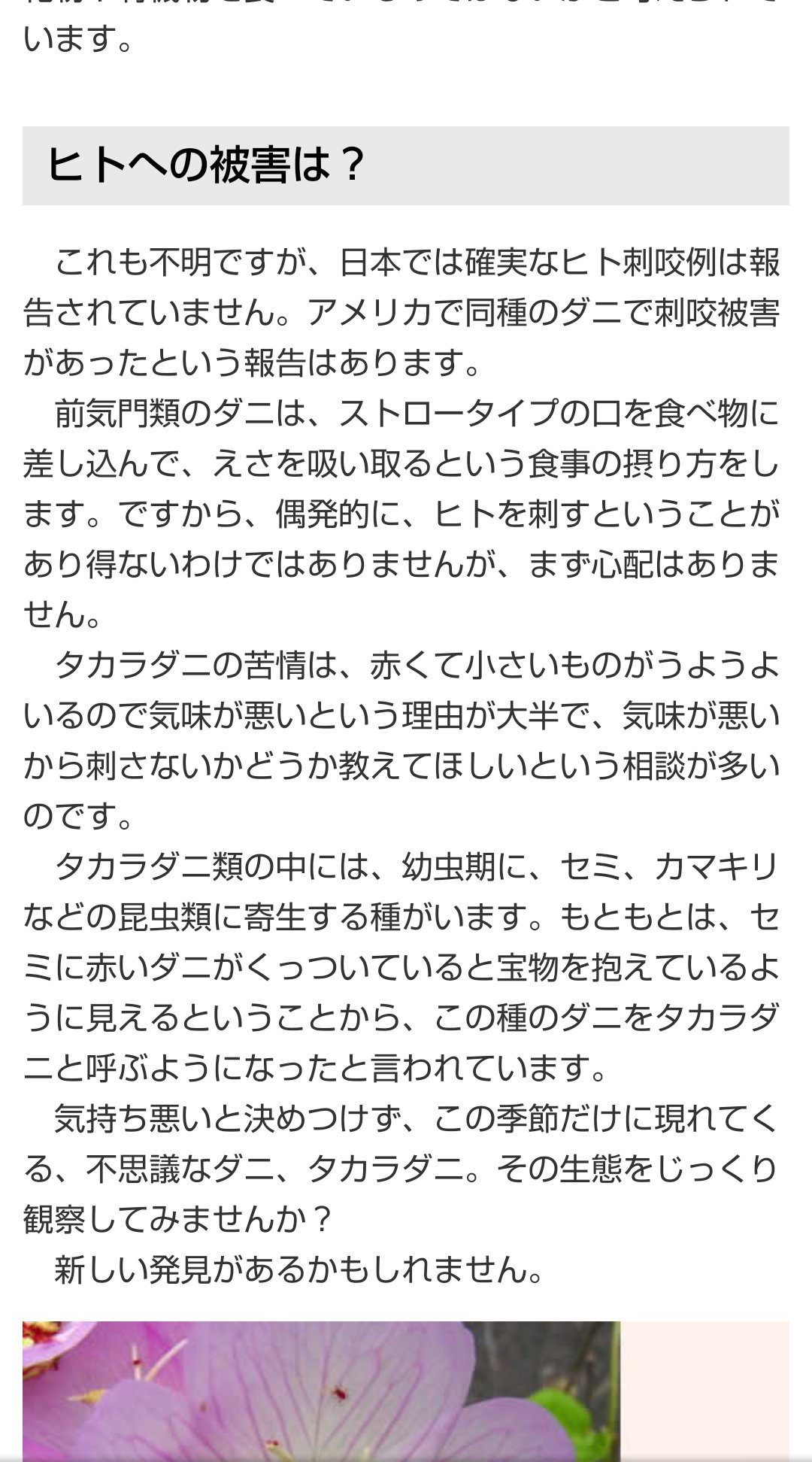 みいちゃん 浮上休止固ツイ確認お願いします 拡散希望 タカラダニ 昆虫 虫 不快害虫 見た目だけで判断するなよ 生体とかも調べて害あるなら駆除してよタカラダニなんて潰すからアレルギー出るだけで潰さなきゃなんもしないよ飼っているペットに