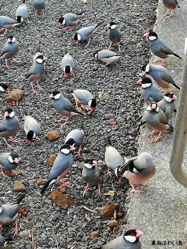 にゃー 裏庭はわい島 ハワイの野鳥 文鳥 Buncho 文鳥かわいい 季節は変わったのねえ 4枚目は2か月前の撮影 いろいろ混ざってたのにいまはすっかりどの子もオトナスーツ色 にゃー 裏庭はわい島 ハワイの野鳥 文鳥 Buncho 文鳥かわいい 季節は変わったのねえ 4枚目は2か月前の撮影 いろいろ混ざってたのにいまはすっかりどの子もオトナスーツ色