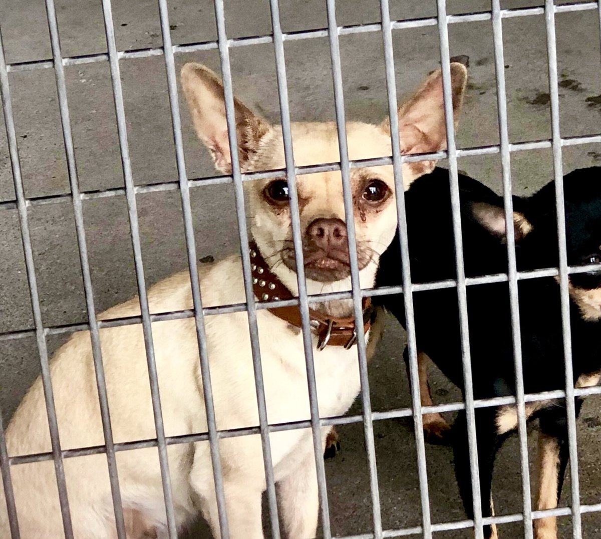 pupaid's tweet photo. Family member one minute, confused &amp; behind bars the next. Please visit your local shelter this weekend &amp; help save a life :) #adopt #rescue #foster #LucysLaw https://t.co/aVEkifLmdU