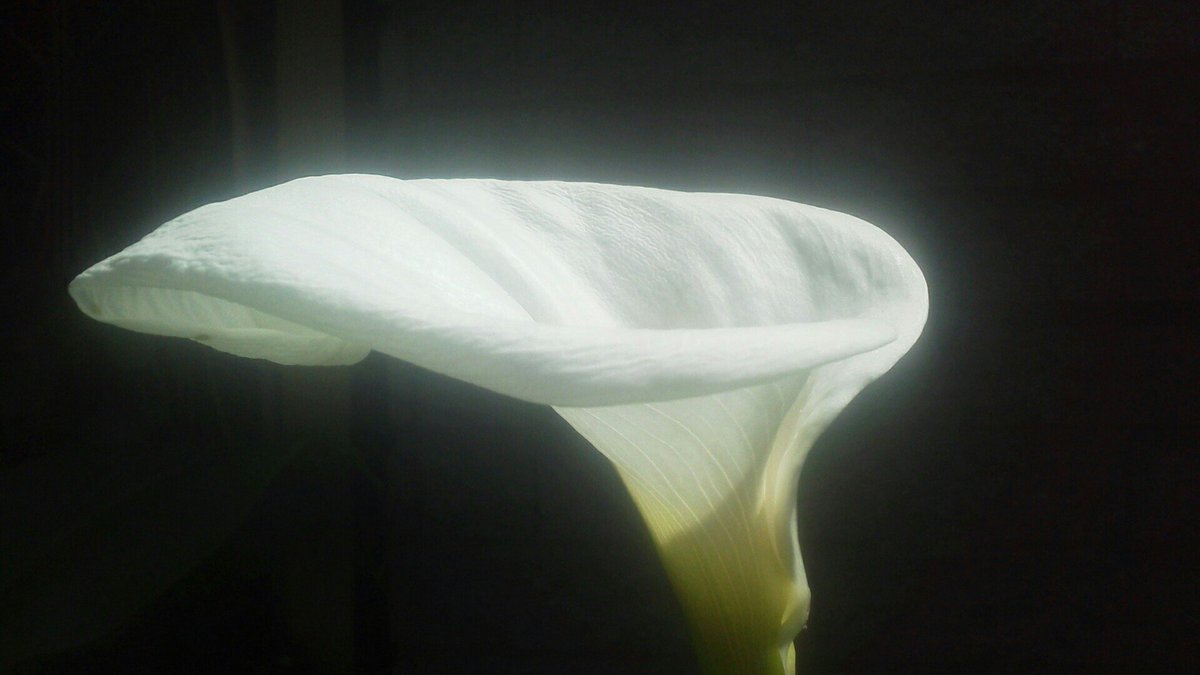 cocoro_sakuhin's tweet photo. #photography
#Shootlight
#アート好きな人とつながりたい https://t.co/YoHl0wTRyN