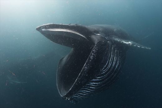 巨大生物のtwitterイラスト検索結果