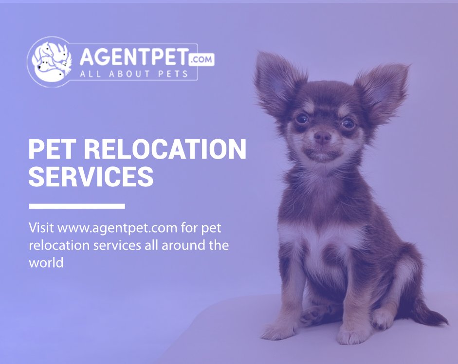 agentpetdotcom's tweet image. Pet Relocation?

We Are Here For You!

Visit: agentpet.com

#agentpet #BuyandSell #PetEngage #PetEngagement #PetAccessories #PetFood #PetRelocation   #PakistaniPets #Animals #Cats #Dogs #Birds #Reptiles #Internationalmovers #relocations #petcargo #agentpetvet
