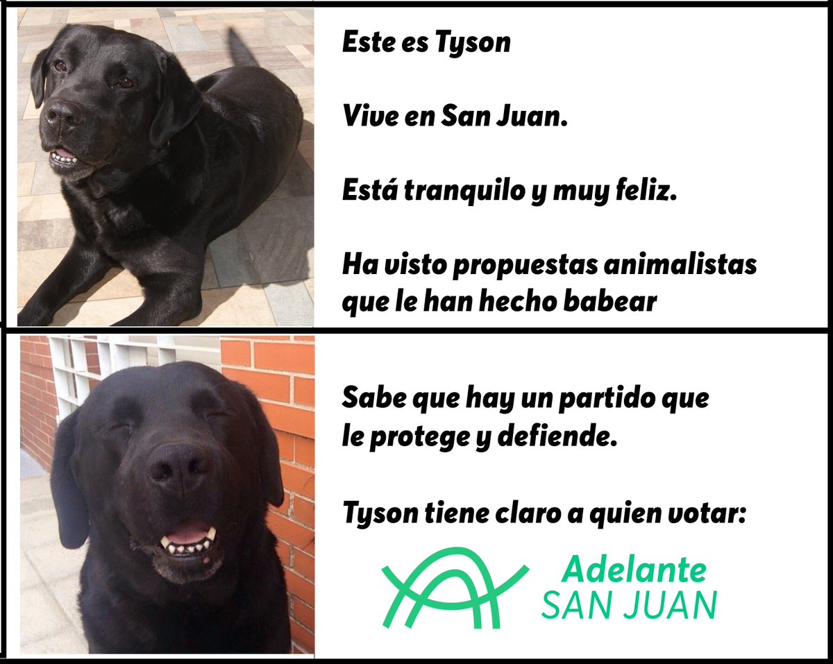 upsanjuan's tweet photo. Os presentamos a 🐶Tyson 😍

#RecuperaLaIlusión #AdelanteSanJuan #ProgramaParticipativo https://t.co/lCzWwnwG83