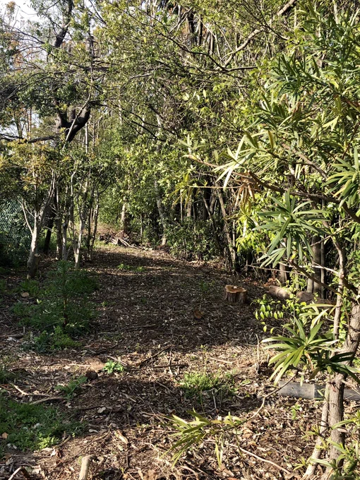 先月お散歩してたら見かけた風景。切り株の上、何か乗ってない？と近づいてみたらまさかのお供え物が?ちょっと可愛い。タヌキ用かな 