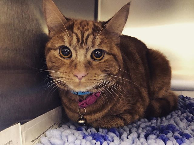 Castle_Vets's tweet photo. It’s #caturday 😸 don’t forget that we have designated cat consult rooms, waiting room, kennels area and theatre especially for these little purring creatures 😻 #catsofinstagram #instacat #catlovers #cute #gingercatsofig #vetposts #veterinary #castlev… https://t.co/j1DsgOFeCb https://t.co/cCvOK9exnh