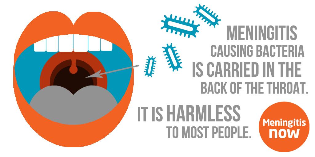 MeningitisNow's tweet image. Did you know...you can carry meningococcal bacteria (which can cause #meningitis) without becoming ill? In fact 1 in 10 of us are carrying it in our throats right now &amp;amp; don't ever realise! 😲 #FactOfTheDay
