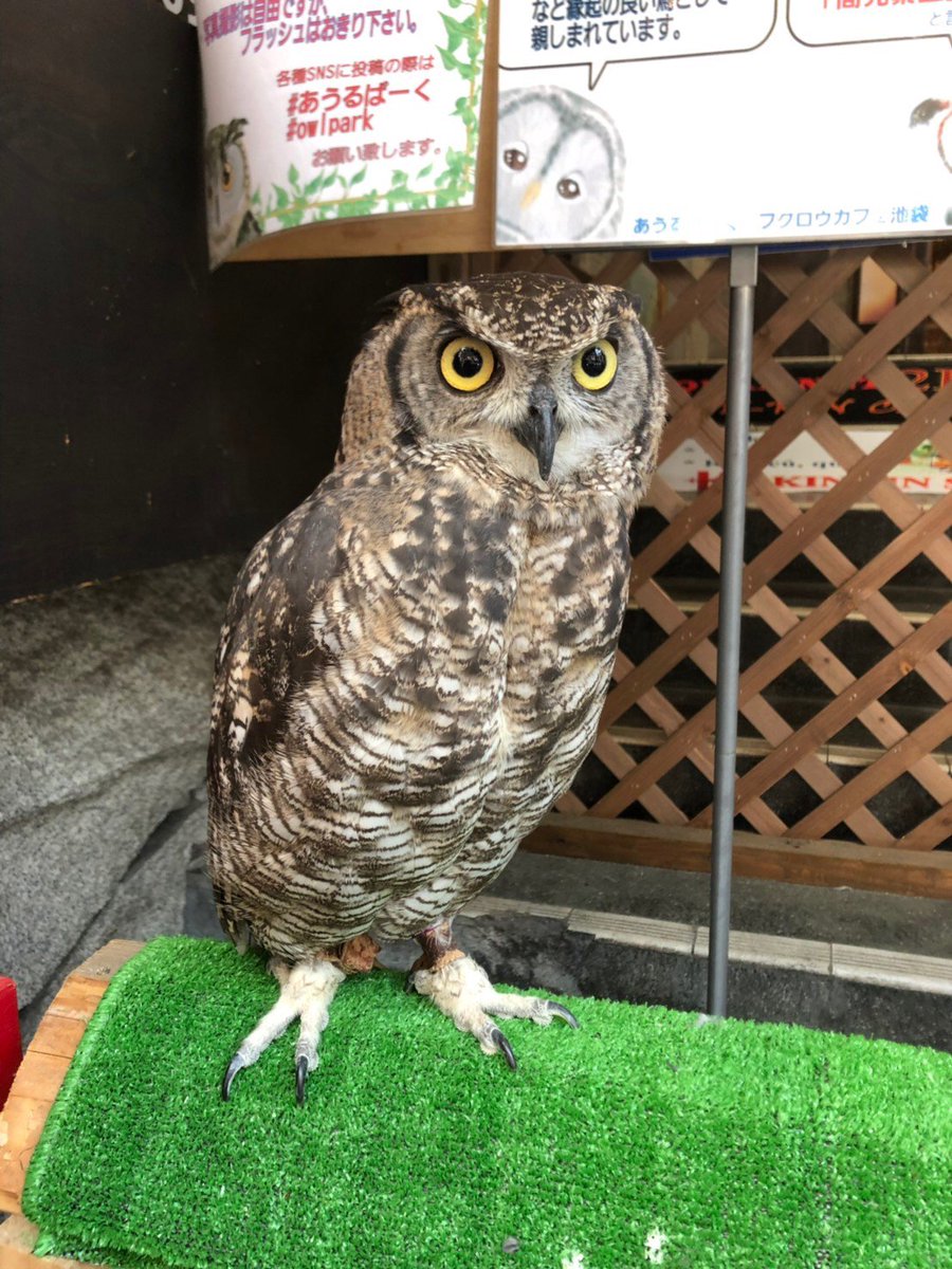 いけふくろう神社 Owlcafe アフリカワシミミズク ムーンさん1階玄関にてお出迎え 気づいてくれたかな 道順 Owl Cafe Tokyo Direction T Co Pxx2cglhwi あうるぱーくふくろうカフェhp T Co Qjwsjk2w22 フクロウ神社 ベンガル