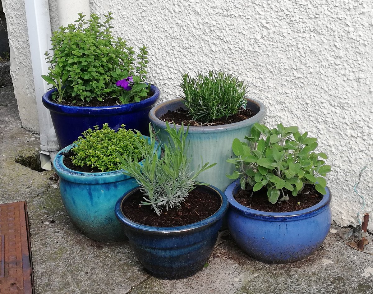 melerijenks's tweet photo. Dwli eistedd mas ar bore gwanwyn ⛅😎🌱 #bluepots 💙 https://t.co/wPkNZOYyC2