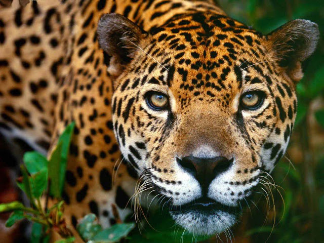 WhiteRabbit36's tweet photo. First assessments of the taphonomic behaviour of jaguar (𝑃𝑎𝑛𝑡ℎ𝑒𝑟𝑎 𝑜𝑛𝑐𝑎), by Rodríguez-Alba et al. QI
https://t.co/NmB2KVp9fT
#neotaphonomy #toothmarks #carnivores https://t.co/ZHOUepsk4h