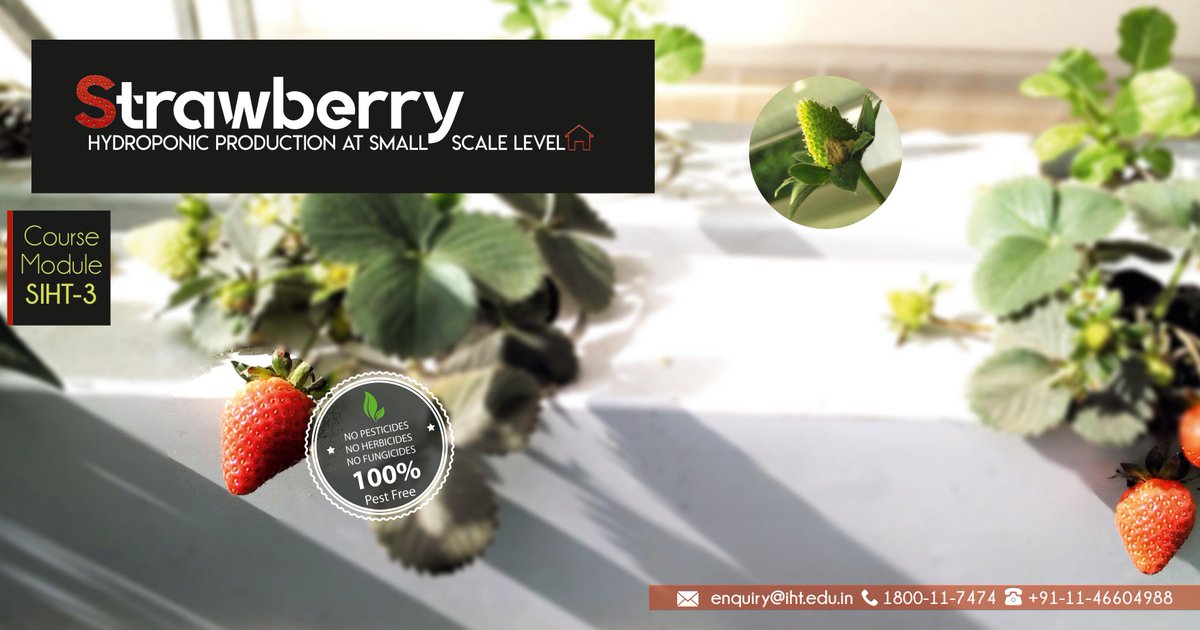 IHT_Edu's tweet photo. Strawberry Hydroponic Production at small scale level.
For Course Details: https://t.co/kqbVoaE07T
Mail: enquiry@iht.edu.in
#handsontraining #protectedcultivation #cultivationtraining #iht #plants #horticulturetraining #horticulture #strawberryproduction #hydroponicproduction https://t.co/dLIyEgdmY0
