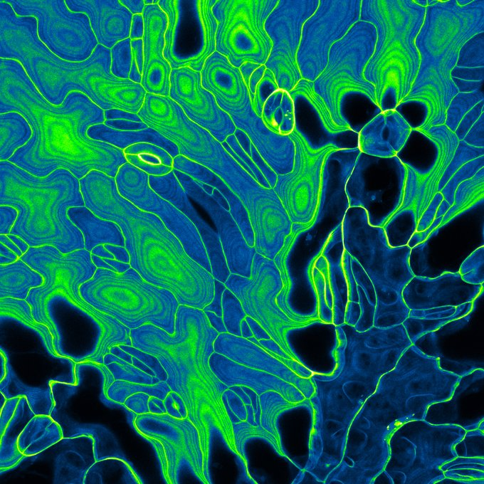 ArtRecherche's tweet photo. Photo d'Instagram inra_france
Cotylédons d’Arabidopsis thaliana. Coloration des parois des cellules à l’iodure de propidium.

🔬Confocal
📷Katia Belcram

#inra #science #artsci  #microscopy  #biology   #cotyledon #cytosquelette #arabidopsis #plantscience https://t.co/EVlinuvCIs