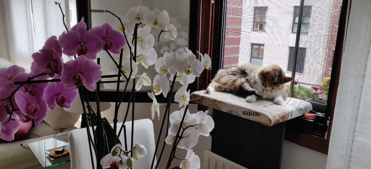 Ruska_katua's tweet image. Una duchita antes de empezar el turno #daywatch