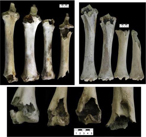 WhiteRabbit36's tweet photo. First assessments of the taphonomic behaviour of jaguar (𝑃𝑎𝑛𝑡ℎ𝑒𝑟𝑎 𝑜𝑛𝑐𝑎), by Rodríguez-Alba et al. QI
https://t.co/NmB2KVp9fT
#neotaphonomy #toothmarks #carnivores https://t.co/ZHOUepsk4h