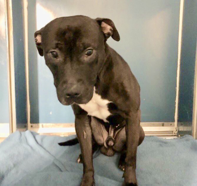 KeithOlbermann's tweet photo. PANKO DIES TODAY BECAUSE ANOTHER HUMAN CAN’T READ A LEASE. He lived joyfully with kids, adults, a cat. But all signs are there. THEY. WILL. KILL. HIM. He needs our pledges via @chortletown to attract a Rescue, Foster/Adopter. ID: #61823 PLEASE RT https://t.co/XPa6TdWyEW https://t.co/Vuwp6SPPkZ