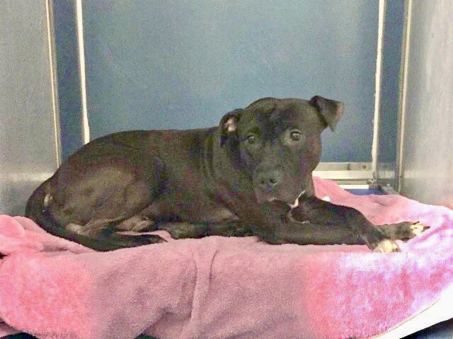 KeithOlbermann's tweet photo. PANKO DIES TODAY BECAUSE ANOTHER HUMAN CAN’T READ A LEASE. He lived joyfully with kids, adults, a cat. But all signs are there. THEY. WILL. KILL. HIM. He needs our pledges via @chortletown to attract a Rescue, Foster/Adopter. ID: #61823 PLEASE RT https://t.co/XPa6TdWyEW https://t.co/Vuwp6SPPkZ