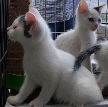 txpawprints's tweet photo. Rain, rain, go away....  ☂️

Come see us at the Cityplace @Petsmart in Dallas today from 2-5 pm to love on our adoptable cats and kittens.  

2415 N Haskell Ave Ste 113, Dallas, TX 75204

#caturday #adoptdontshop #foster #rescue #dallas #catsofdallas #dallascats #CatsOfTwitter https://t.co/7PD3d47awu