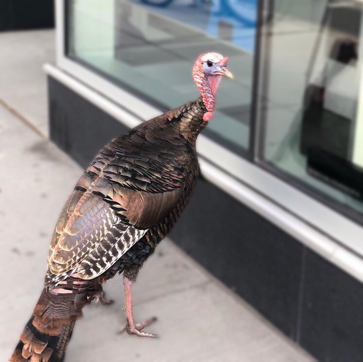 CambridgeUSA's tweet image. Glad to see the locals out during #SmallBusinessWeek! 🦃🦃🦃

#NationalSmallBusinessWeek #SmallBusinessWeek2019 #ShopSmall #ShopSmallBusiness #SupportSmallBusiness #SmallBusiness #SmallBusinessMatters #LocalBusiness #ShopLocal #BuyLocal #LocalFirst #SupportLocalBusiness