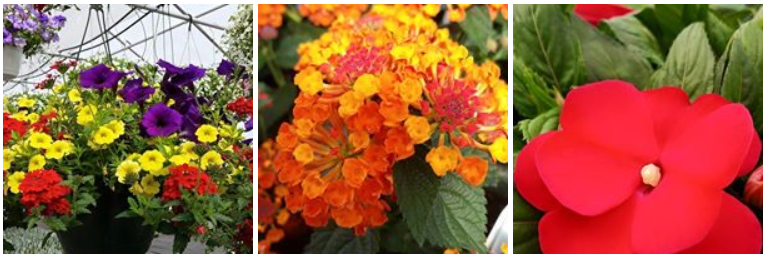 Devriendt Farm Is Open! southernnewhampshirekids.com/?p=12943