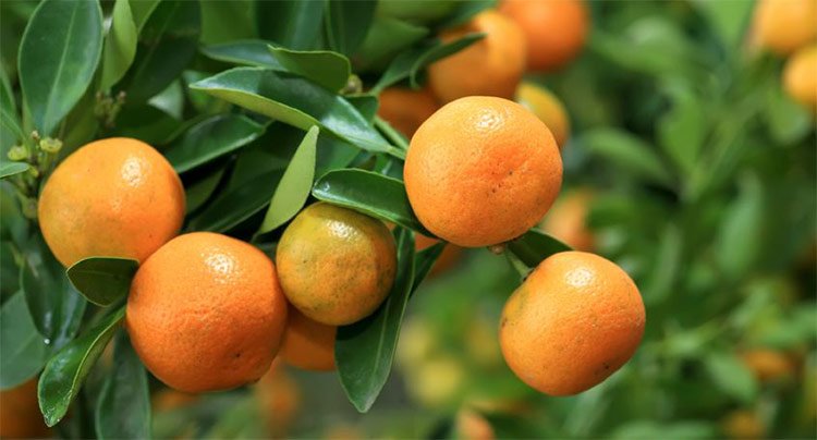 SportsMassageRL's tweet photo. Do you have a child sitting their SATS next week? 

🍊Mandarin essential oil is gentle and safe to defuse for children and has amazing stress relieving properties.

Add 3-5 drops to a diffuser for up to an hour a day to help soothe and calm anxious minds. https://t.co/9i38WYkpjh