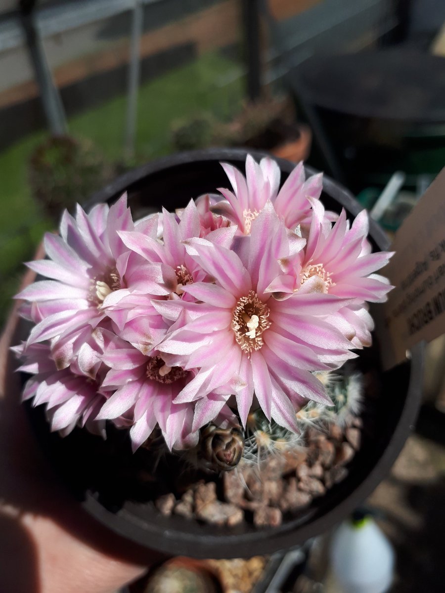 ginnyclaire006's tweet photo. My most Favourite Cactus - 💚 look forward to these flowers every year.. #cacticollection #cactusmagazine #britishcactusandsucculentsociety #mygreenhouse #cactusclub #cactusoftheday #gymnocalycium https://t.co/ip4z3UqKcM
