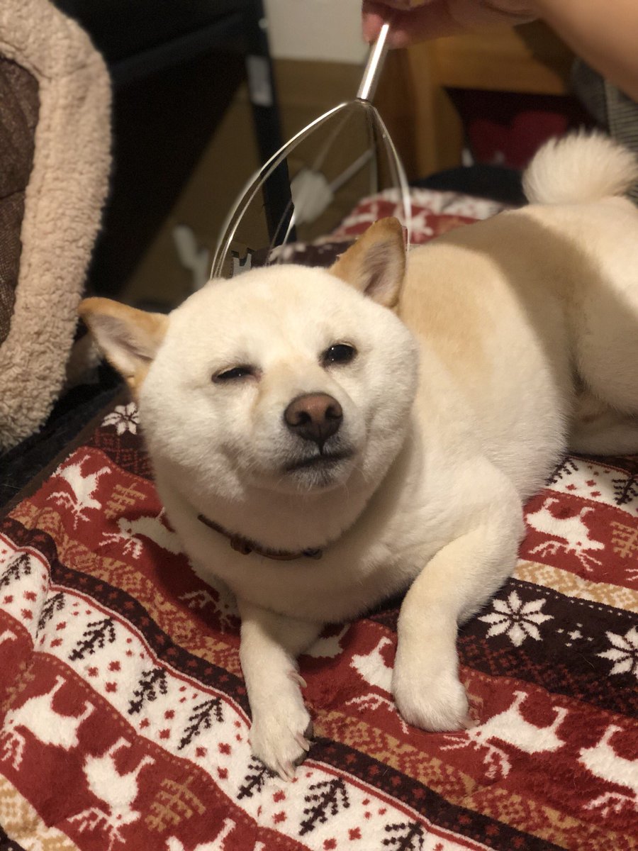 pixel_tera's tweet photo. Weekend mood. Treat yourself! #dog #shiba #labrador #mix #cute #instadog #mameshiba #犬 #芝 #豆柴 #ラブ #ミックス #雑種 https://t.co/PmjRB8f5rZ