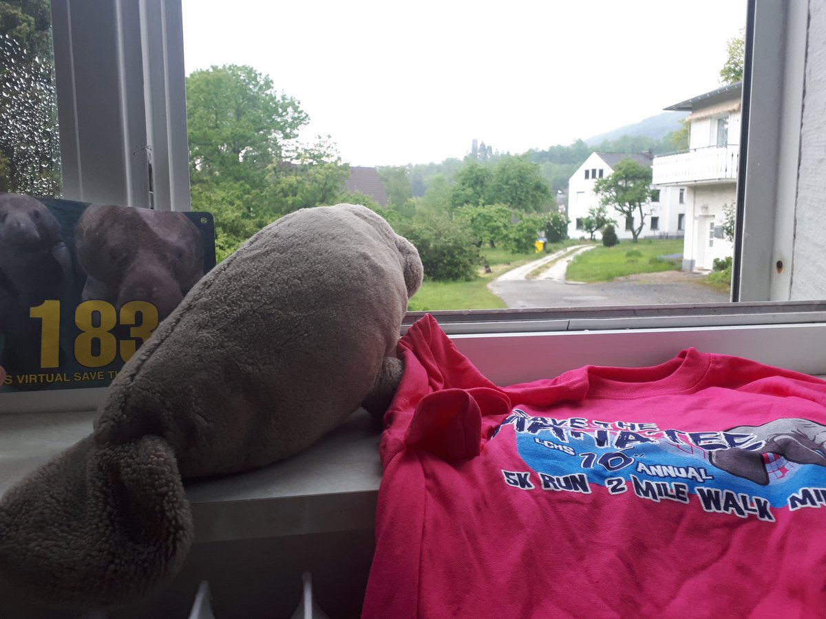 Today's the day, manatee friends! #run4manatees I will join my humans on their run tomorrow with hopefully better weather :3