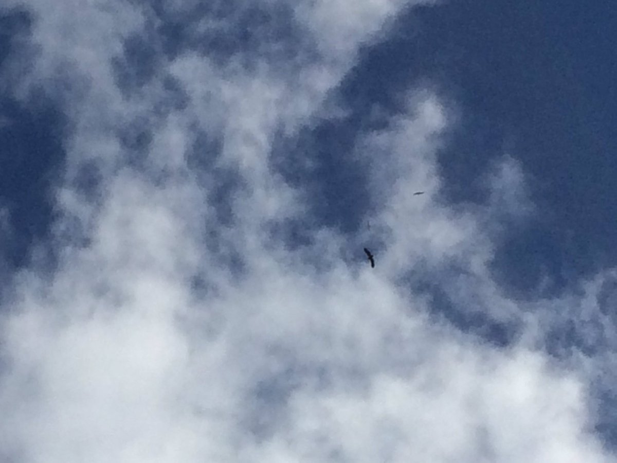 That dot is a sea eagle. And the small dots are gulls mobbing it as it flew past Cuil Bay today.