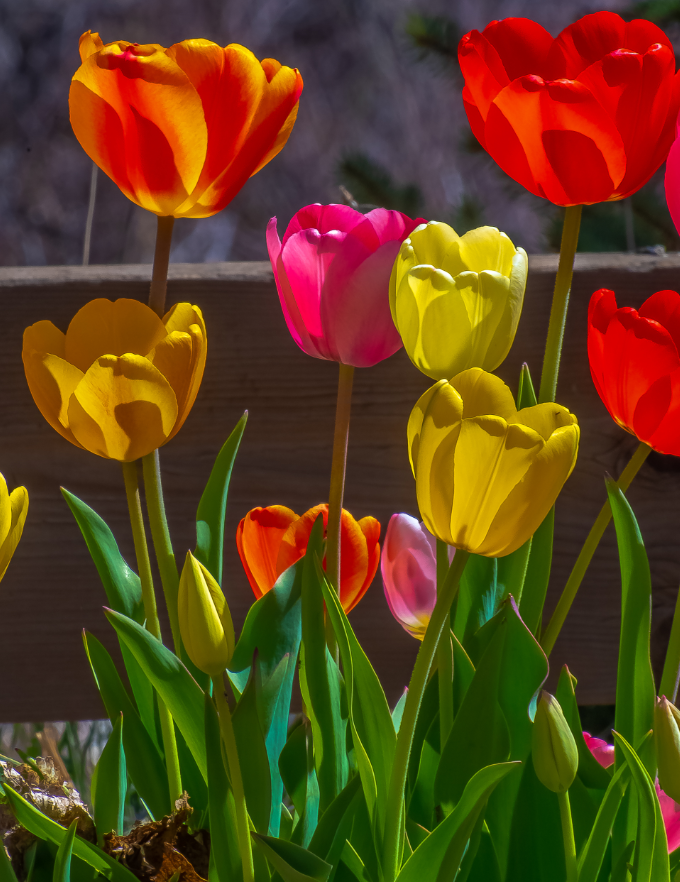 That sunlight feels marvelous, doesn't it? Cherish it. By mid-day today, we'll be back to clouds and possible rain: bit.ly/2LCRNTC  #COwx (Pics: MTuinstra, TidalHuesPhoto, DHostetter, JEvenstad)