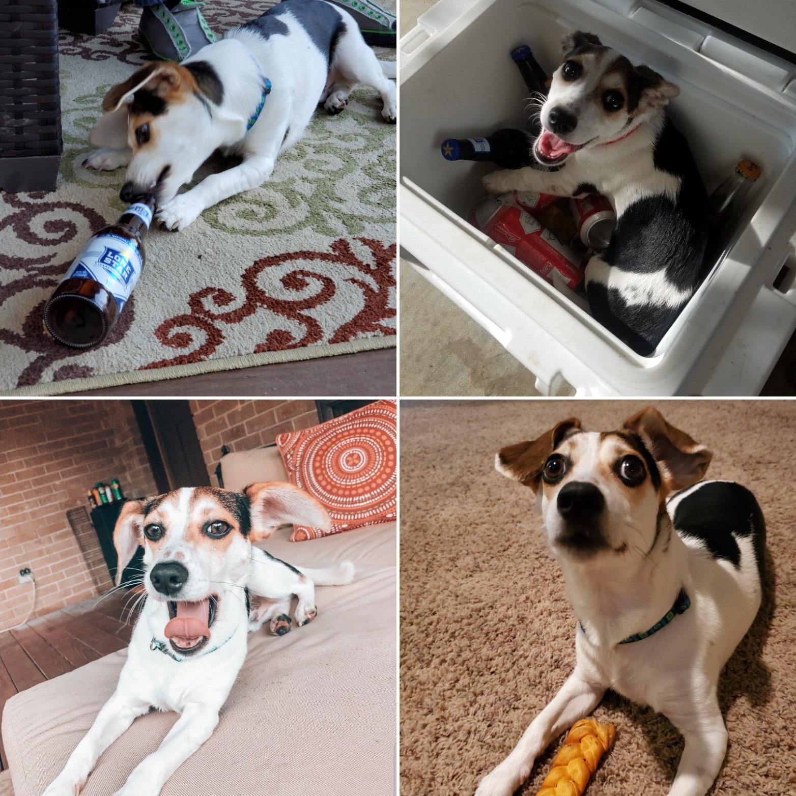 Happy 1st birthday Willie Nelson!! We love you!  