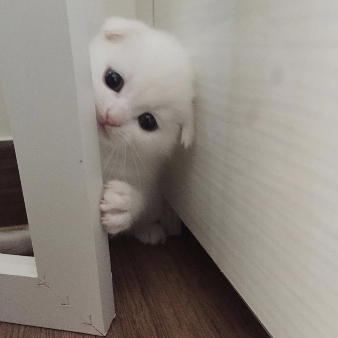 ɪᴛ's ᴄᴏᴏʟ ᴛᴏ ʙᴇ ᴀ ᴄᴀᴛ. (@itscooltobeacat) on Twitter photo 