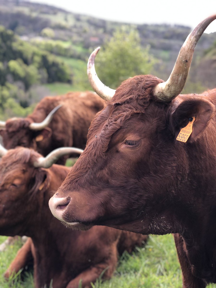 Etho_diversite's tweet photo. Mes vaches veulent se reconvertir dans le mannequinat... En même temps quand je les vois prendre aussi facilement la pause... #fandemesvaches #vaches #elevage #dociles #mannequin #salers #passion #fragritw #agricomm #cantal #auvergne #photodujour https://t.co/qAVVhSrnsB