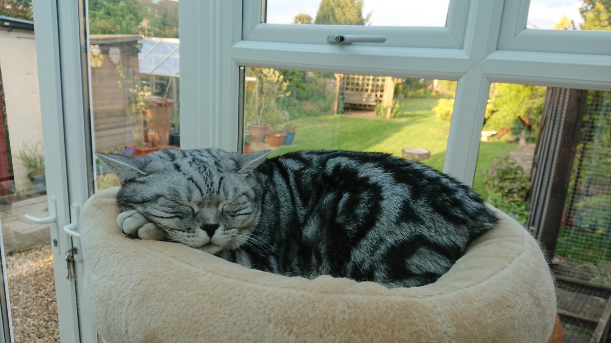 alfiecatuk's tweet photo. It's been a lovely day for Patrolling Pals...but now it's time for me and my Sis Jasmine @ozziecat1 to settle down for a nice Afternoon nap..😸..💤...Have a great #Caturday everyone...💕 https://t.co/bXOTnjfaVb