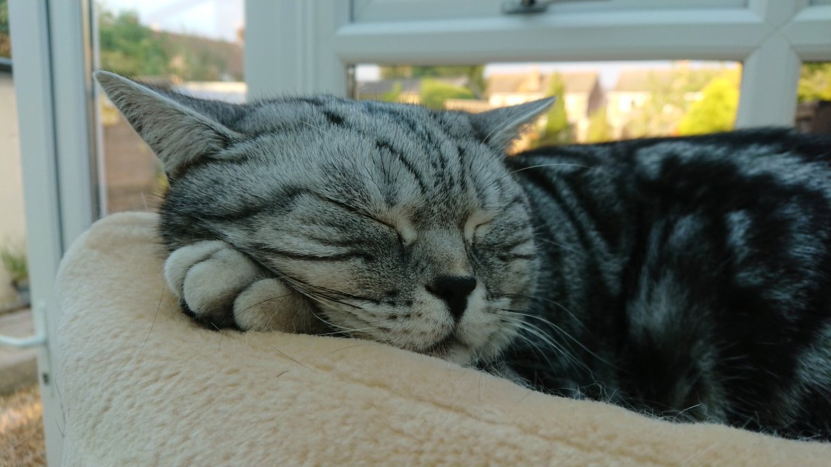 alfiecatuk's tweet photo. It's been a lovely day for Patrolling Pals...but now it's time for me and my Sis Jasmine @ozziecat1 to settle down for a nice Afternoon nap..😸..💤...Have a great #Caturday everyone...💕 https://t.co/bXOTnjfaVb