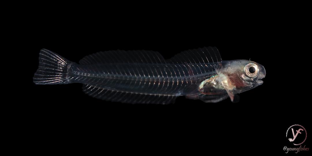 youngfishes's tweet photo. Larval Pacific Leaping Blenny (Alticus arnoldorum) before its metamorphosis.  ISO100, f8, 1/200, ext. strobes. SL 2.5 cm. #coralreef #coralreeffish #fish #fishsci #nature #naturephotography #macrophotography #underwater https://t.co/pZhqkkqh23