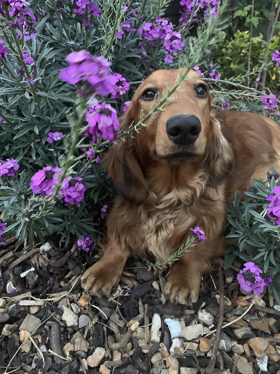 AaronPerfumer's tweet image. Miss Verity Unicorn Eugenol Hughes