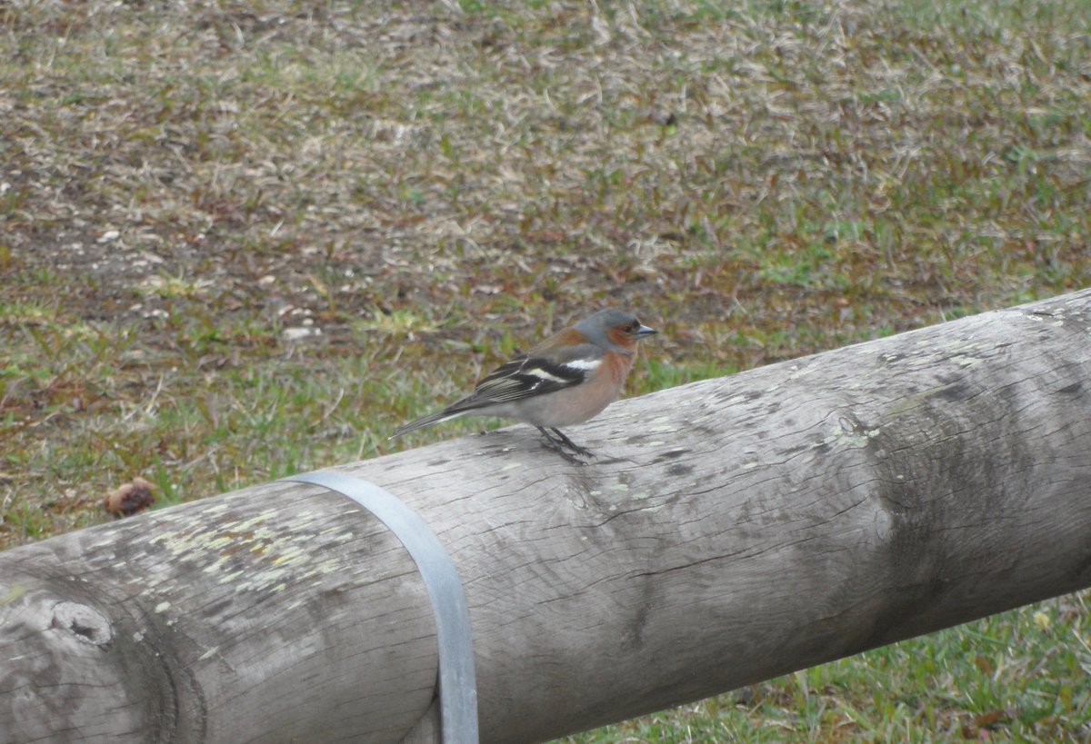 Peaks2Go's tweet photo. Latest researches prove that male #Chaffinches tell their future lifelong #Partner they’re #Healthy and #Strong through the #Songs their fathers taught them
#Peaks2Go #MountainLeader #MountainPro #Animals #Uccelli #Birds #Mountain #Dolomiti #Fringuello #Natura #NaturePhotography https://t.co/wImJLanfVU