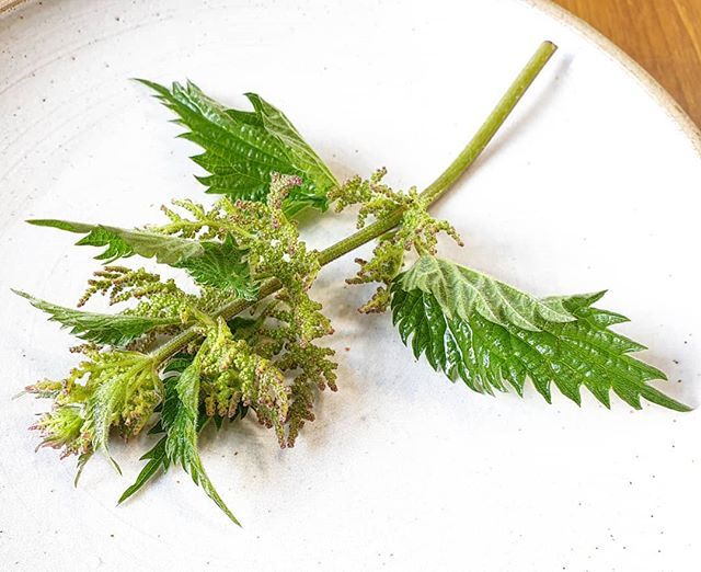 We've cooked a lot of nettles recently. This is probably the end of the season where we are, as they come into flower and get too bitter and tough. For an evil bastard, the stinging nettle is, I think, one of the most beautifully structured plants. It lo… bit.ly/2VYckG0