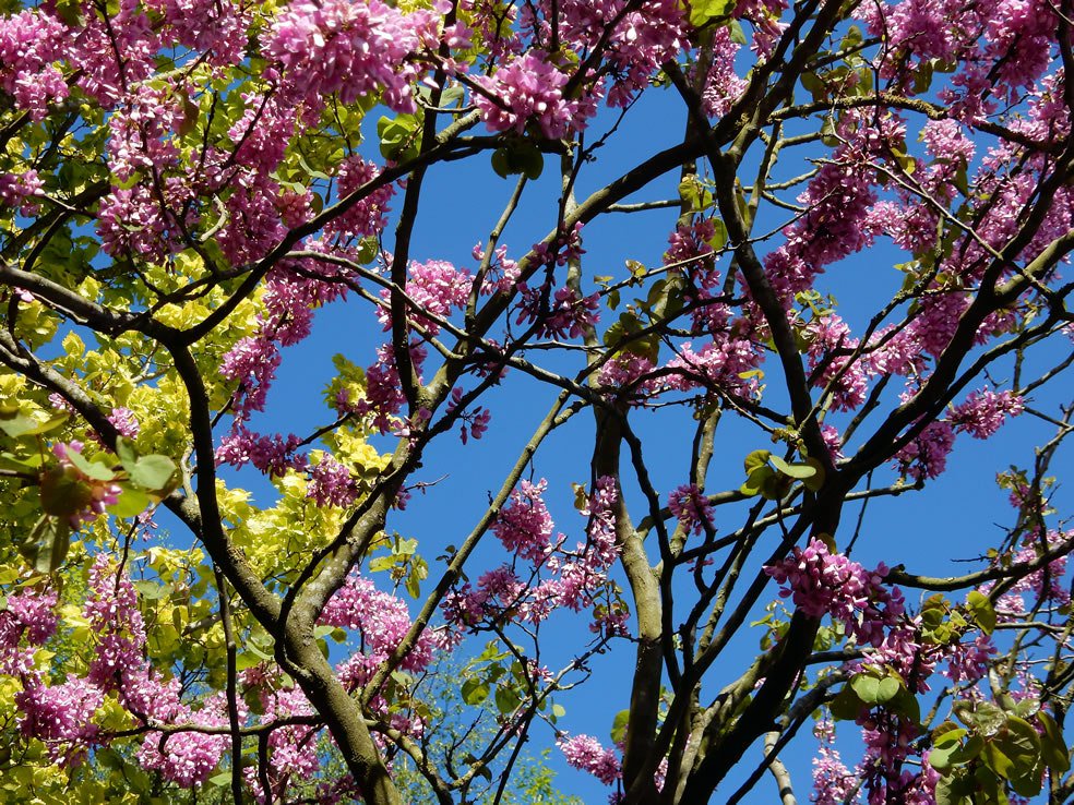 Cercis siliquastrum (Judasboom) moesblog.nl/2019/05/11/cer…