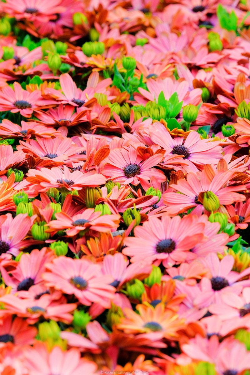 Tsuru V Twitter オステオスペルマム この花 可愛くてずっと撮っていました スマホ壁紙用 信州花フェスタ Fujifilm Xseries