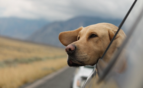 CentreVetes's tweet photo. Lors d’un long trajet en voiture, pensez au bien-être de votre animal en veillant à ce qu'il soit installé de manière sûre et confortable. N’hésitez pas à lui donner suffisamment d’eau et à le protéger du soleil. 😊 https://t.co/mhq4lEUyTo